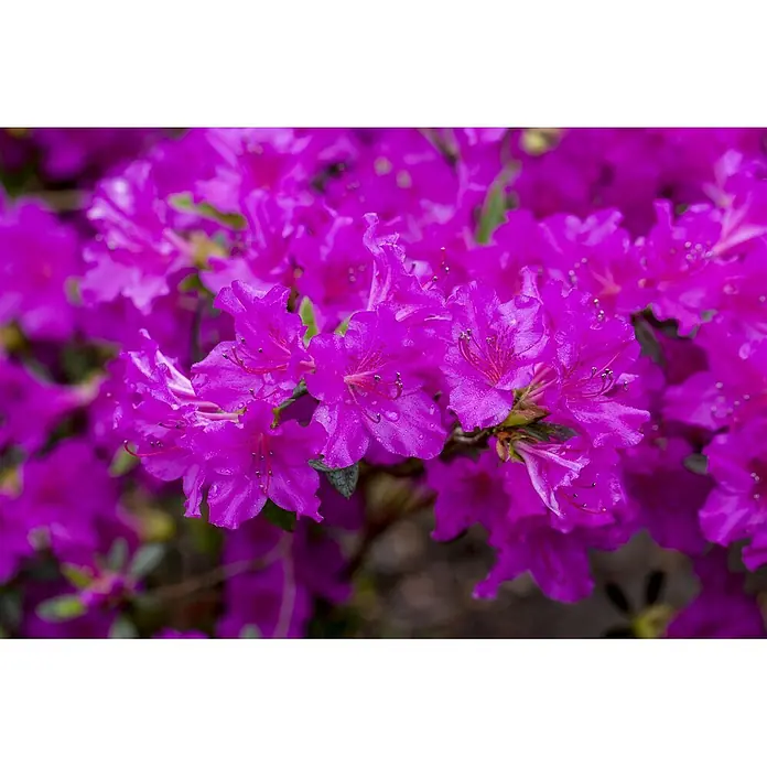 Pflanzen für dich Rhododendron 40-50 cm - Rhododendron obtusum 'Königstein', Blütenfarbe: Violett - Leuchtend magentafarbene Blüten in voller Blüte mit sichtbaren Wassertropfen auf den Blütenblättern.