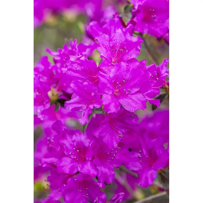 Pflanzen für dich Rhododendron 40-50 cm - Rhododendron obtusum 'Königstein', Blütenfarbe: Violett - Nahaufnahme leuchtend magentafarbener Blüten mit detaillierten Blütenblättern und sichtbaren Staubblättern, die an einer Pflanze blühen.