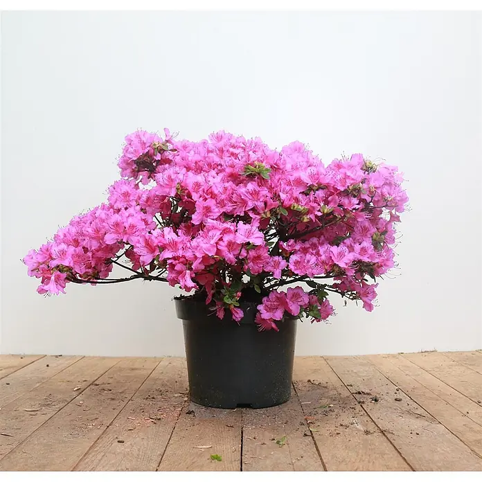 Pflanzen für dich Rhododendron 30-40 cm - Rhododendron obtusum 'Königstein', Blütenfarbe: Violett - Üppige Topfpflanze mit zahlreichen leuchtend pinken Blüten in einem schwarzen Plastiktopf.