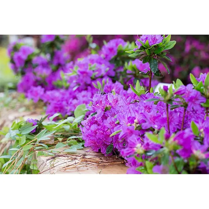 Pflanzen für dich Rhododendron 40-50 cm - Rhododendron obtusum 'Königstein', Blütenfarbe: Violett - Leuchtend violette Blüten in voller Pracht mit grünem Laub und feinen Wassertropfen.