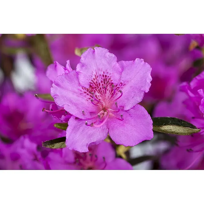Pflanzen für dich Rhododendron 40-50 cm - Rhododendron obtusum 'Königstein', Blütenfarbe: Violett - Nahaufnahme einer leuchtend magentafarbenen Blüte mit rot gepunkteten Blütenblättern und sichtbaren Staubblättern.