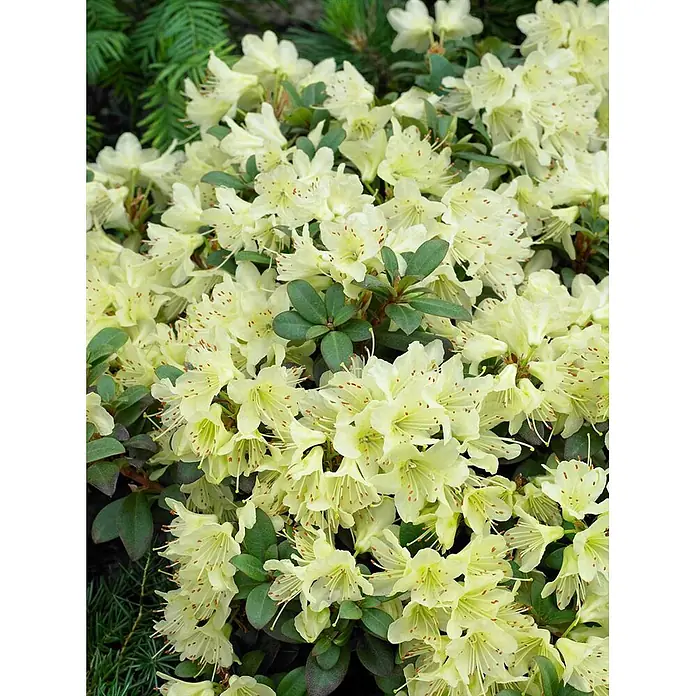 Pflanzen für dich Rhododendron 25-30 cm - Rhododendron hanceanum 'Princess Anne', Blütenfarbe: Gelb - Dichte Büschel hellgelber Blüten mit rötlichen Sprenkeln und dunkelgrünen Blättern.