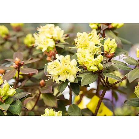 Pflanzen für dich  Zwergrhododendron 15-20 cm