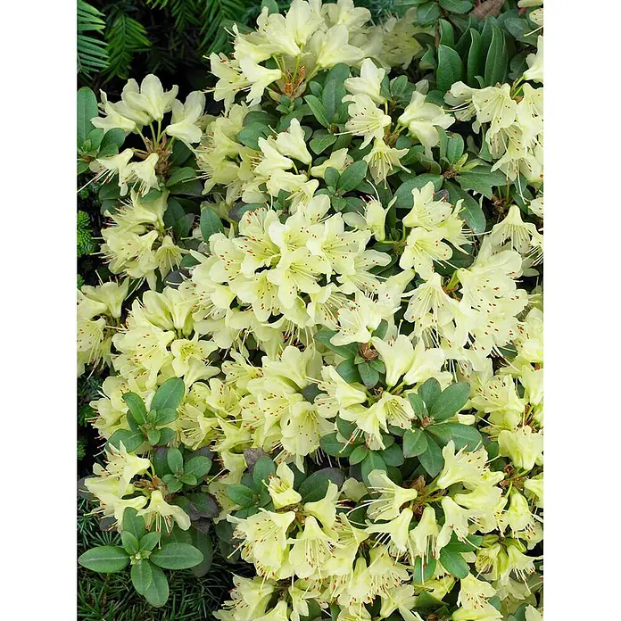 Pflanzen für dich Rhododendron 25-30 cm - Rhododendron hanceanum 'Princess Anne', Blütenfarbe: Gelb - Blühender gelber Rhododendron mit grünen Blättern.