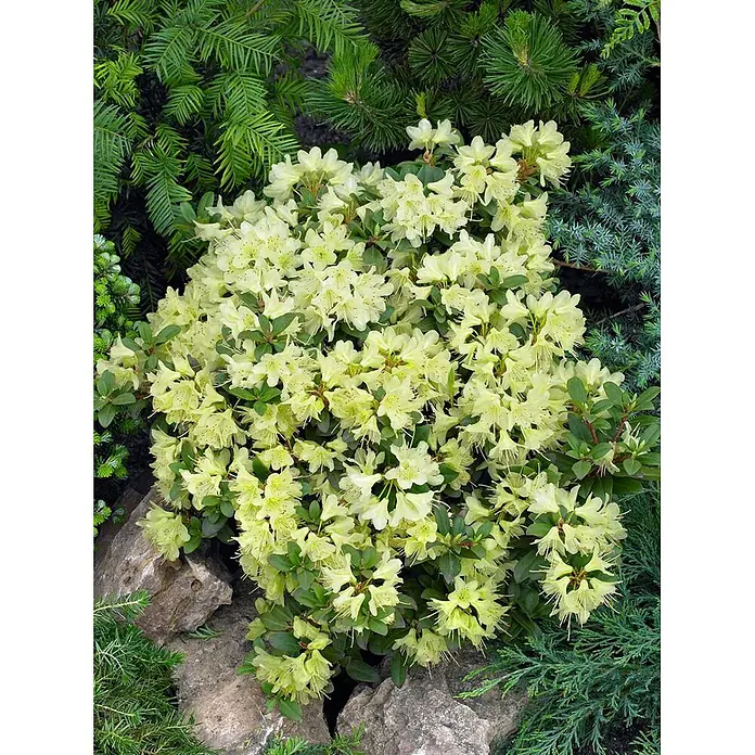 Pflanzen für dich Rhododendron 25-30 cm - Rhododendron hanceanum 'Princess Anne', Blütenfarbe: Gelb - Üppiger hellgelber Rhododendronbusch mit zahlreichen Blüten, eingebettet zwischen grünen Nadelbäumen und Felsen.