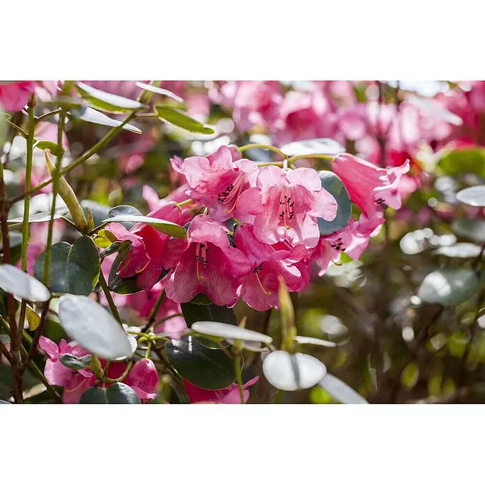 Pflanzen für dich Rhododendron 25-30 cm - Rhododendron callimorphum, Blütenfarbe: Rot - Leuchtend rosa Blüten mit dunkelgrünen Blättern an einer üppigen Pflanze.