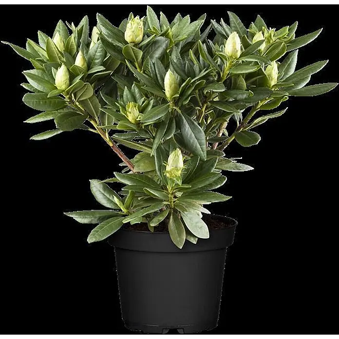 Pflanzen für dich Rhododendron 40- 50 cm - Rhododendron 'Goldflimmer', Blütenfarbe: Lila - Topfpflanze mit grünen Blättern und hellgrünen Blütenknospen in einem schwarzen Topf.
