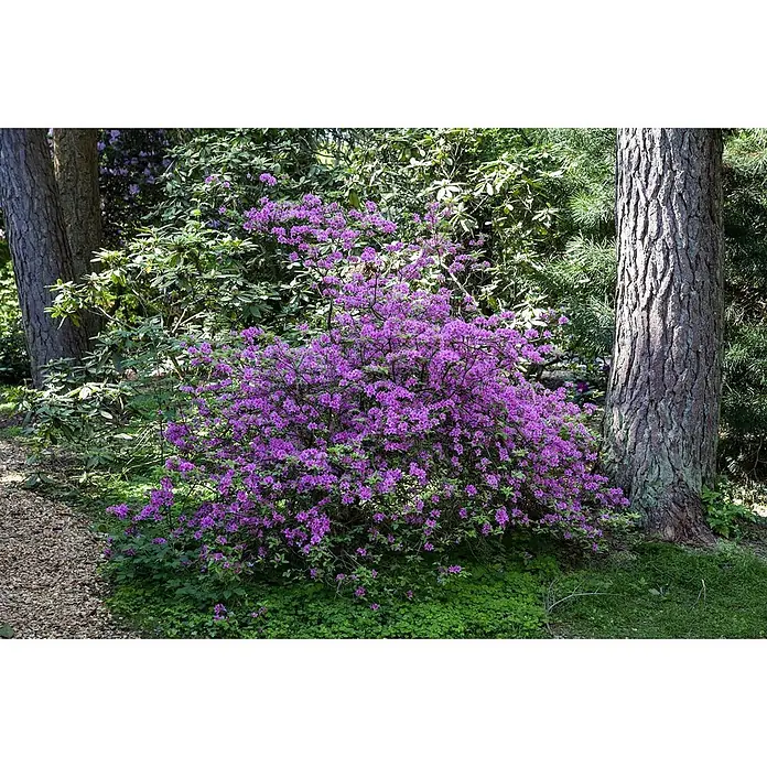 Pflanzen für dich Rhododendron 30-40 cm - Rhododendron 'Praecox', Blütenfarbe: Lila - Ein leuchtend lila blühender Strauch, vermutlich eine Azalee oder Rhododendron, in einem üppigen grünen Garten neben Baumstämmen.