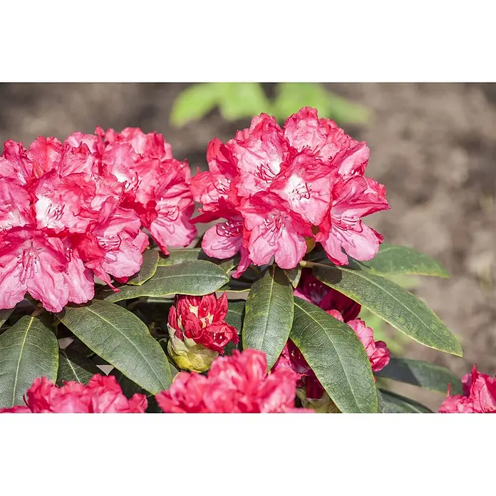 Pflanzen für dich Rhododendron 25-30 cm - Rhododendron yakushimanum 'Astrid', Blütenfarbe: Rosa - Leuchtend rosa Rhododendronblüten mit grünen Blättern und Knospen.