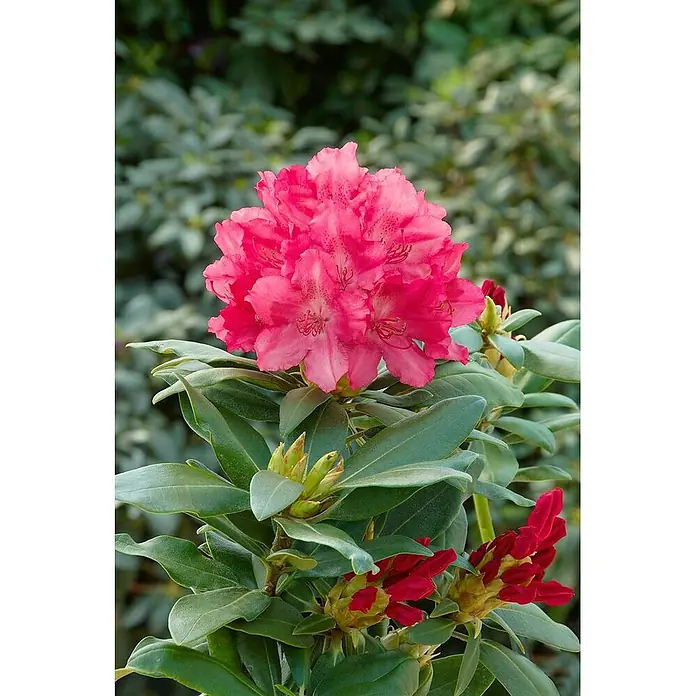 Pflanzen für dich Rhododendron 25-30 cm - Rhododendron yakushimanum 'Astrid', Blütenfarbe: Rosa - Eine leuchtend pinke Rhododendronblüte in voller Blüte, umgeben von grünen Blättern und roten Knospen.