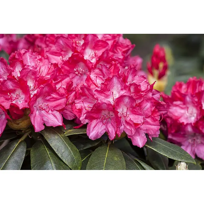 Pflanzen für dich Rhododendron 25-30 cm - Rhododendron yakushimanum 'Astrid', Blütenfarbe: Rosa - Lebhaft rosa Rhododendronblüten mit dunkelgrünen Blättern.