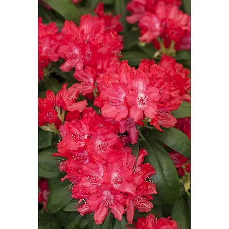 Pflanzen für dich  Rhododendron 25-30 cm