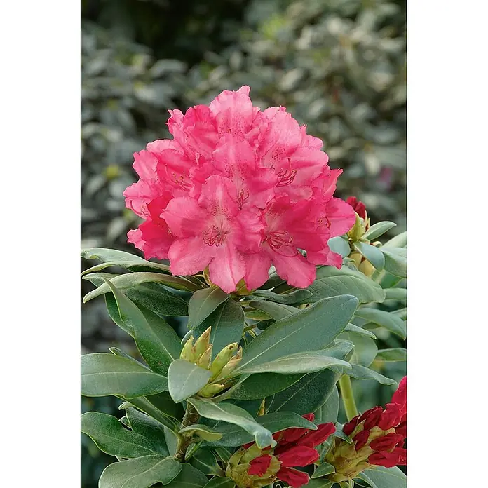 Pflanzen für dich Rhododendron 25-30 cm - Rhododendron yakushimanum 'Astrid', Blütenfarbe: Rosa - Leuchtend pinkfarbene Rhododendron-Blütenbüschel mit grünen Blättern und roten Knospen.
