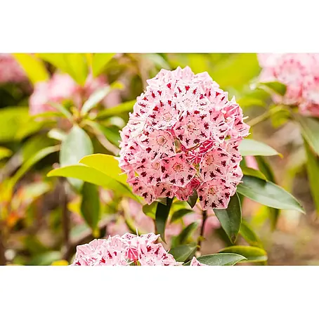 Pflanzen für dich  Rhododendron 15-20 cm