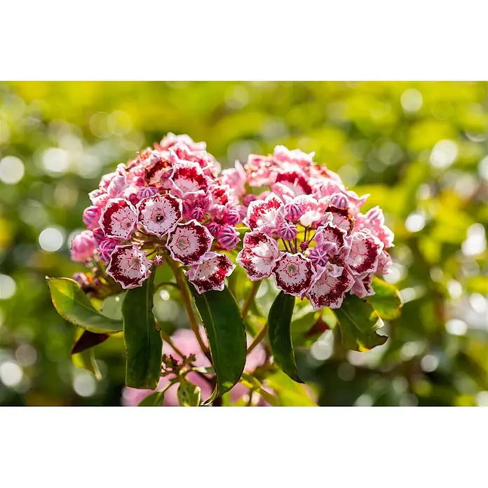 Pflanzen für dich Rhododendron 20-30 cm - Kalmia latifolia 'Bandeau', Blütenfarbe: Mehrfarbig - Nahaufnahme von rosa-weißen Blumen mit dunkelroten Rändern, in Büscheln angeordnet.