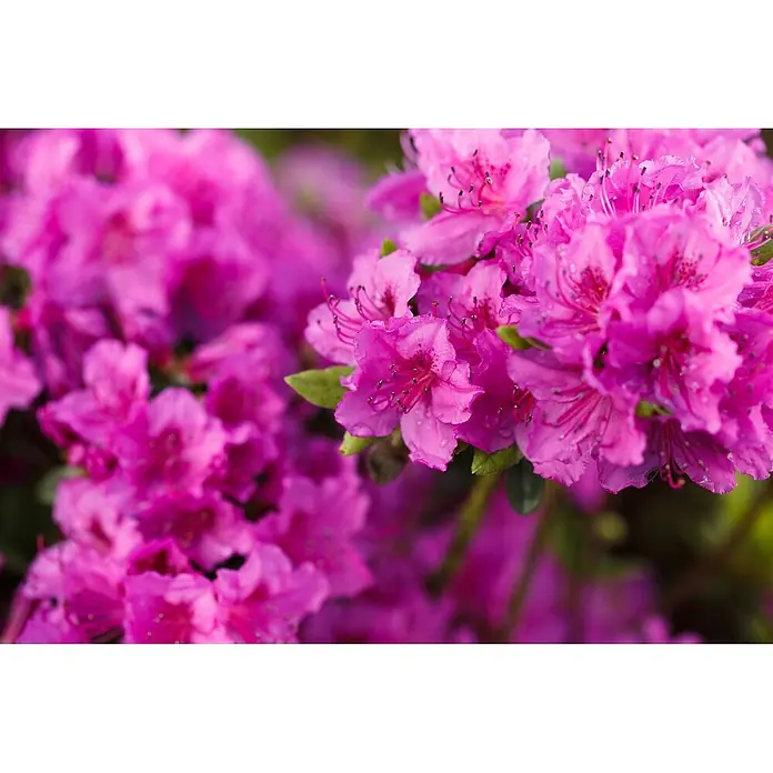 Pflanzen für dich Rhododendron 40-50 cm - Rhododendron obtusum 'Königstein', Blütenfarbe: Violett - Lebendige pinkfarbene Blüten mit glitzernden Wassertropfen.