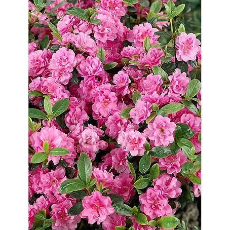 Pflanzen für dich  Japanische Azalee 15-20 cm