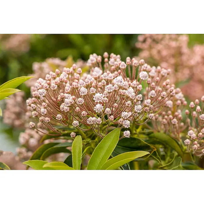 Pflanzen für dich Rhododendron 20-30 cm - Kalmia latifolia 'Nani', Blütenfarbe: Mehrfarbig - Gruppe blassrosafarbener Blütenknospen mit grünen Blättern, teilweise geöffnet.