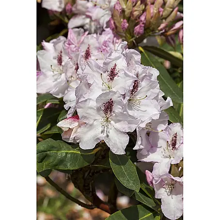 Pflanzen für dich  Rhododendron 30-40 cm
