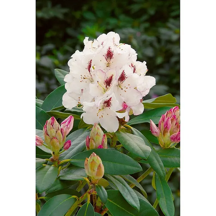 Pflanzen für dich Rhododendron 30-40 cm - Rhododendron 'Gudrun', Blütenfarbe: Rot - Nahaufnahme einer blühenden Rhododendronpflanze mit weißen Blüten, die dunkelrote Markierungen aufweisen, umgeben von mehreren rosa-grünen Blütenknospen.