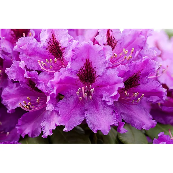 Pflanzen für dich Rhododendron 40-50 cm - Rhododendron 'Azurro', Blütenfarbe: Violett - Nahaufnahme von leuchtend violetten Rhododendronblüten mit dunklen gesprenkelten Zentren und gelben Staubgefäßen.