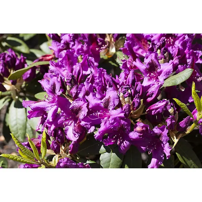 Pflanzen für dich Rhododendron 40-50 cm - Rhododendron 'Azurro', Blütenfarbe: Violett - Lebhaft violette Rhododendronblüten in voller Blüte mit grünen Blättern.