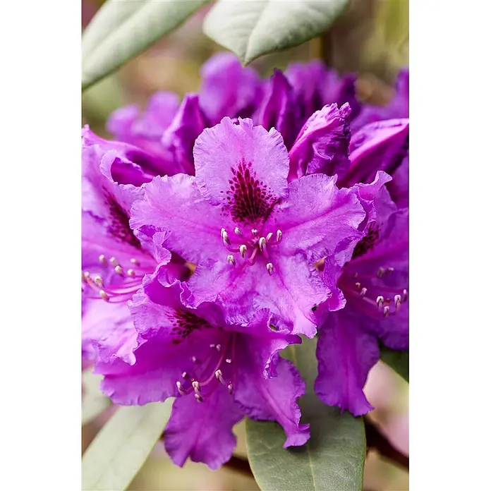 Pflanzen für dich Großblumiger Rhododendron 30-40 cm - Rhododendron 'Azurro', Violett - Leuchtend violette Rhododendronblüten mit gekräuselten Blütenblättern, dunklen roten Flecken und hellen Staubgefäßen.