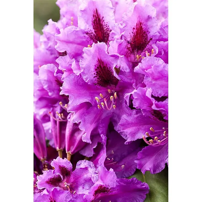 Pflanzen für dich Rhododendron 40-50 cm - Rhododendron 'Azurro', Blütenfarbe: Violett - Nahaufnahme leuchtend violetter Blüten mit dunklen rot-violetten Flecken und gelben Staubgefäßen.