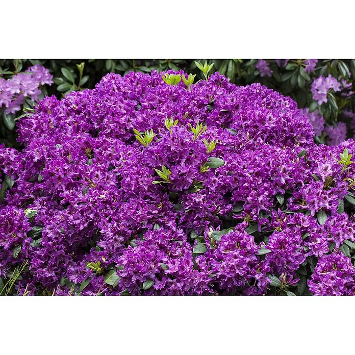 Pflanzen für dich Großblumiger Rhododendron 30-40 cm - Rhododendron 'Azurro', Violett - Leuchtend lila Rhododendron-Busch in voller Blüte, mit dichten Blütenständen.