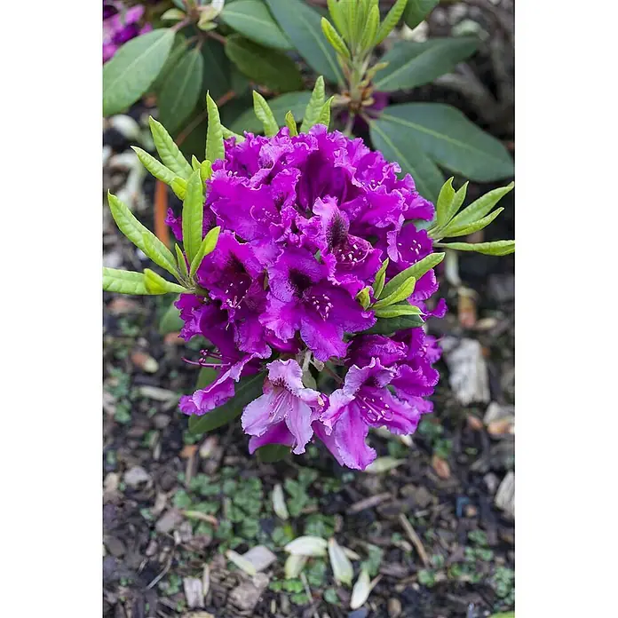 Pflanzen für dich Großblumiger Rhododendron 30-40 cm - Rhododendron 'Azurro', Violett - Nahaufnahme einer leuchtend violetten Rhododendronblüte mit grünen Blättern im Garten.