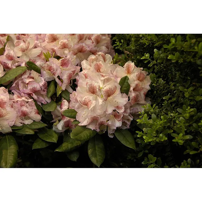 Pflanzen für dich Rhododendron 30-40 cm - Rhododendron 'Belami', Blütenfarbe: Rosa - Hellrosa und weiße Blüten mit dunkelrosa Flecken blühen zwischen grünen Blättern.