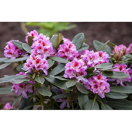 Pflanzen für dich  Rhododendron 30-40 cm