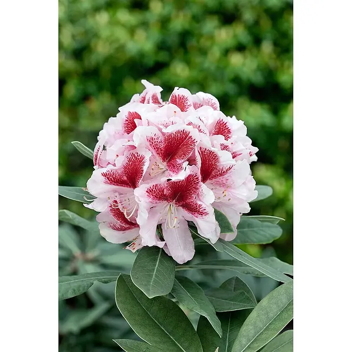 Pflanzen für dich Rhododendron 30-40 cm - Rhododendron 'Belami', Blütenfarbe: Rosa - Lebendige Büschel hellrosa Blüten mit markanten dunkelroten Flecken auf den oberen Blütenblättern, umgeben von grünen Blättern.