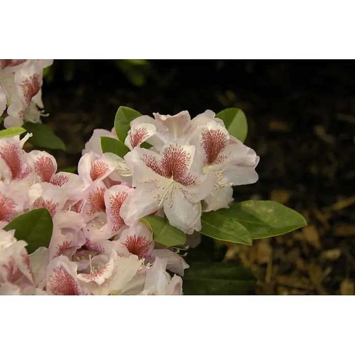Pflanzen für dich Rhododendron 30-40 cm - Rhododendron 'Belami', Blütenfarbe: Rosa - Hellrosa Blüten mit auffälligen dunkelroten gesprenkelten Zentren, umgeben von grünen Blättern.