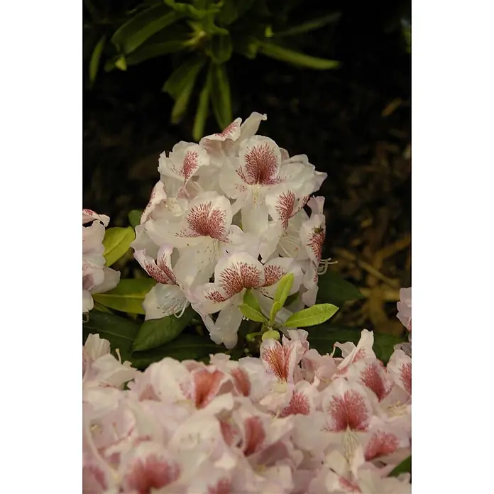 Pflanzen für dich Rhododendron 30-40 cm - Rhododendron 'Belami', Blütenfarbe: Rosa - Ansammlung weiß-hellrosa Rhododendronblüten mit auffälligen rotbraunen Sprenkeln auf den Blütenblättern.