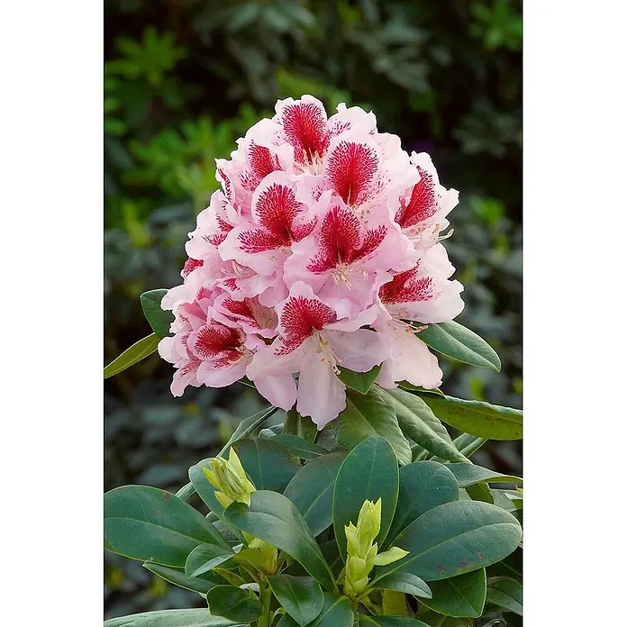 Pflanzen für dich Rhododendron 30-40 cm - Rhododendron 'Belami', Blütenfarbe: Rosa - Gruppe hellrosa Rhododendronblüten mit dunkelroten gesprenkelten Kehlen, umgeben von grünen Blättern und geschlossenen Knospen.