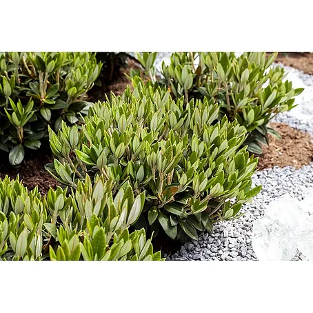 Pflanzen für dich  Rhododendron 30-40 cm