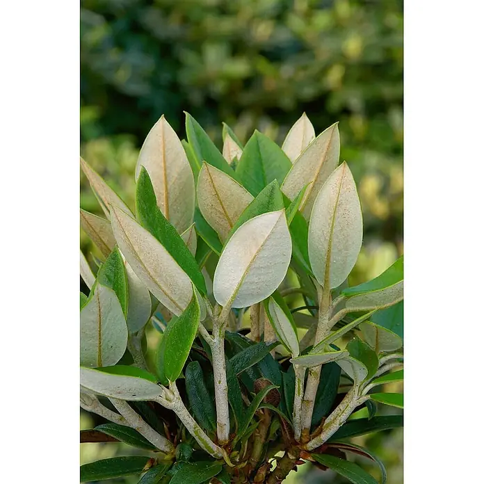 Pflanzen für dich Rhododendron 30-40 cm - Rhododendron taliense 'Honigduft', Blütenfarbe: Weiß - Nahaufnahme einer Pflanze mit grünen Blättern, viele zeigen ihre silbrig-weißen Unterseiten.