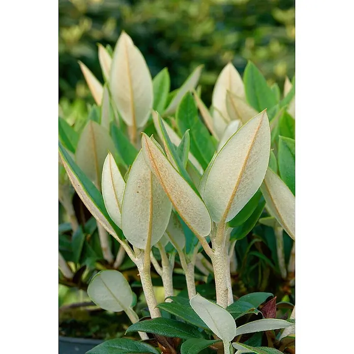 Pflanzen für dich Rhododendron 30-40 cm - Rhododendron taliense 'Honigduft', Blütenfarbe: Weiß - Pflanze mit ovalen Blättern: oben dunkelgrün, unten flaumig hellgrün bis bräunlich-golden. Helle, strukturierte Stiele.