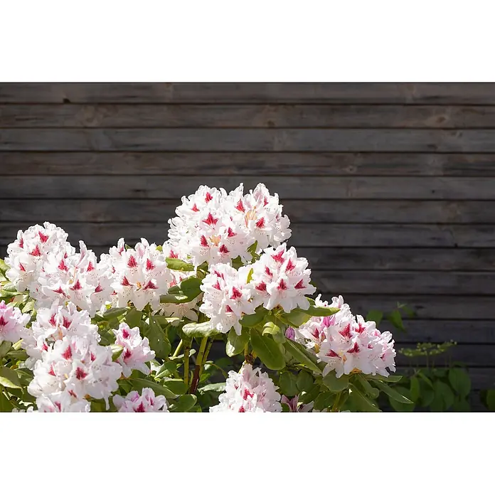 Pflanzen für dich Rhododendron 30-40 cm - Rhododendron Hybr. 'Schneeauge', Blütenfarbe: Weiß - Weiße Rhododendronblüten mit markanten roten Flecken blühen vor einer rustikalen Holzwand.