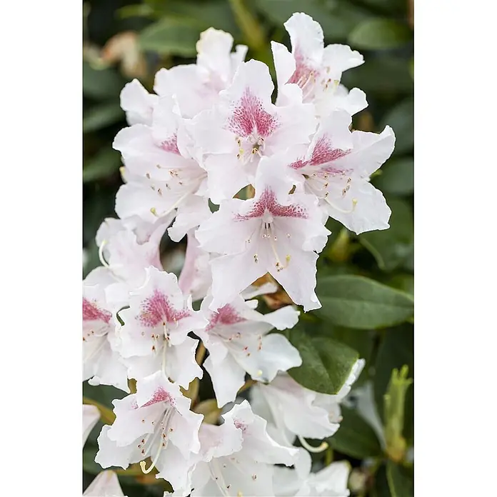 Pflanzen für dich Rhododendron 30-40 cm - Rhododendron Hybr. 'Schneeauge', Blütenfarbe: Weiß - Weiße Rhododendronblüten mit rosa gesprenkelten Zentren.
