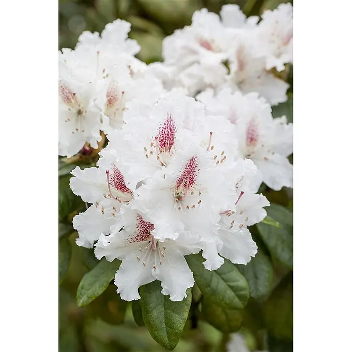 Pflanzen für dich Rhododendron 30-40 cm - Rhododendron Hybr. 'Schneeauge', Blütenfarbe: Weiß - Nahaufnahme von weißen Rhododendronblüten mit gekräuselten Blütenblättern, roten Sprenkeln im Schlund und sichtbaren Staubblättern.