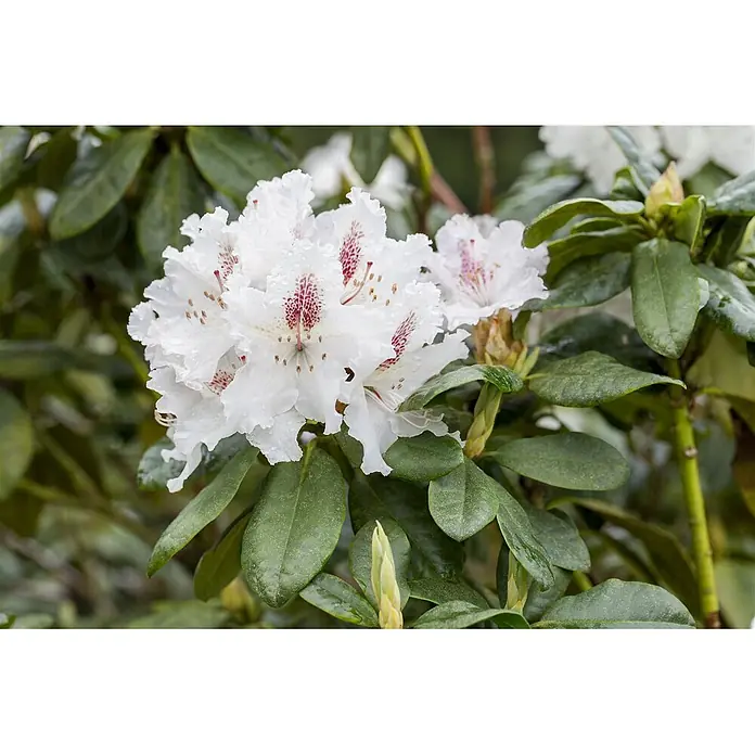 Pflanzen für dich Rhododendron 30-40 cm - Rhododendron Hybr. 'Schneeauge', Blütenfarbe: Weiß - Weiße Blüten mit roten Sprenkeln und Wassertropfen, umgeben von grünen Blättern.