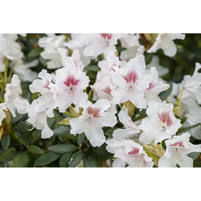 Pflanzen für dich Rhododendron 30-40 cm - Rhododendron Hybr. 'Schneeauge', Blütenfarbe: Weiß - Gruppe weißer Blüten mit gesprenkelten rot-rosa Zentren und grünen Blättern.