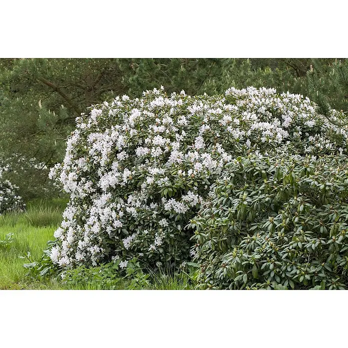 Pflanzen für dich Rhododendron 30-40 cm - Rhododendron Hybr. 'Schneeauge', Blütenfarbe: Weiß - Ein großer Rhododendronbusch mit vielen weißen Blüten und grünen Blättern in einer natürlichen Landschaft.