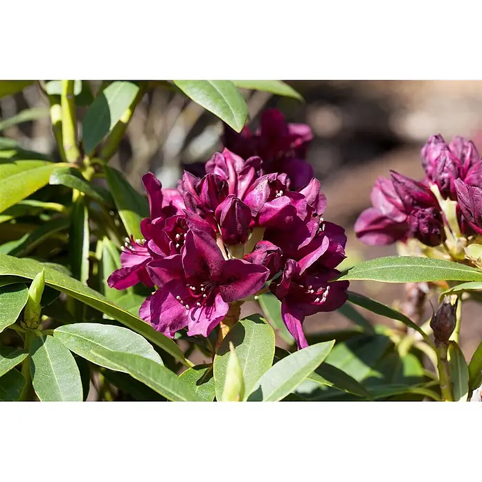 Pflanzen für dich Rhododendron 50-60 cm - Rhododendron 'Polarnacht', Blütenfarbe: Violett - Gruppe tiefvioletter Rhododendronblüten mit weißen Staubblättern, umgeben von grünen Blättern.