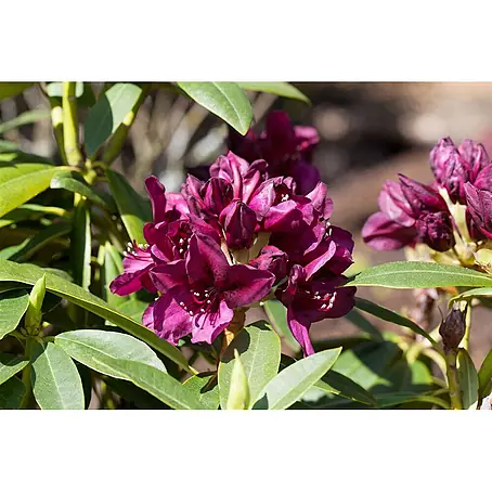 Pflanzen für dich  Rhododendron 50-60 cm