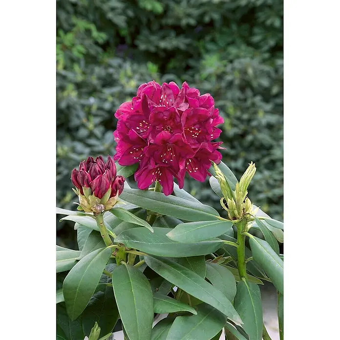Pflanzen für dich Rhododendron 50-60 cm - Rhododendron 'Polarnacht', Blütenfarbe: Violett - Eine lebendige Rhododendronpflanze mit dunkelrosa Blüten, einer geschlossenen Knospe und sattgrünen Blättern.