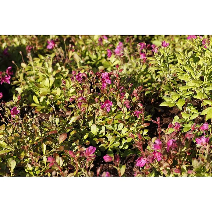 Pflanzen für dich Zwergrhododendron 20-25 cm - Rhododendron camtschaticum, Rosa - Nahaufnahme kleiner Pflanzen mit leuchtend violetten Blüten und grünen, rötlich-braunen Blättern, die in einem Garten wachsen.