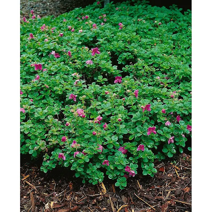 Pflanzen für dich Zwergrhododendron 20-25 cm - Rhododendron camtschaticum, Rosa - Dichte Bodendeckerpflanze mit kleinen, glänzenden grünen Blättern und zahlreichen magentafarbenen Blüten, über dunklem Mulch wachsend.